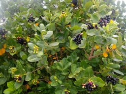 Syzygium cordatum in the Western Cape